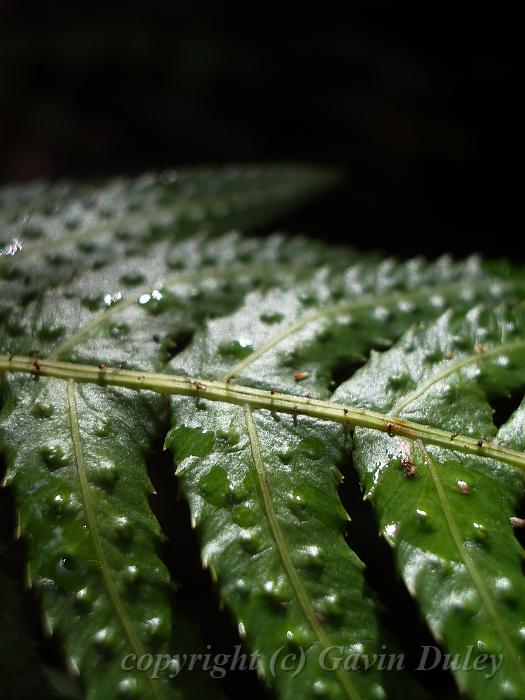 Fern frond, Binna Burra IMGP1555.JPG